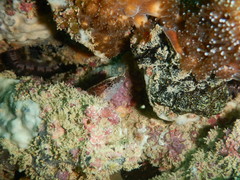 African Eel Bleeny photo 3