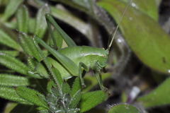 Isophya pyrenaea