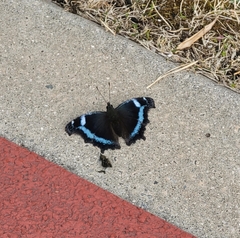 Kaniska canace nojaponicum