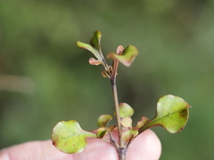 Coprosma spathulata spathulata