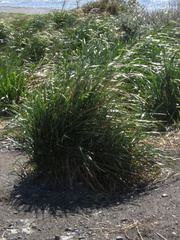 Poa flabellata