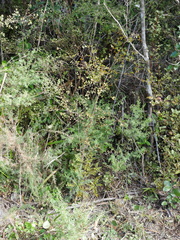 Coprosma spathulata spathulata
