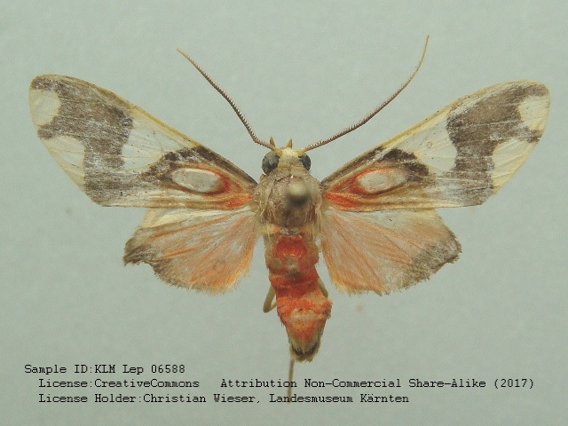 Trichromia quadricolor