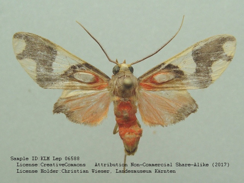 Trichromia quadricolor