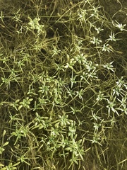 Callitriche brutia