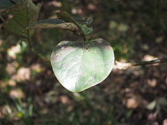 Monimia rotundifolia