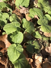 Doronicum pardalianches