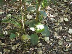 Monimia rotundifolia