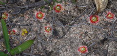 Drosera leucoblasta