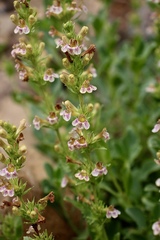 Penstemon deustus suffrutescens