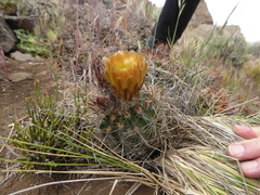 Austrocactus