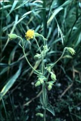 Arnica parryi