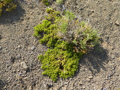 Baccharis magellanica