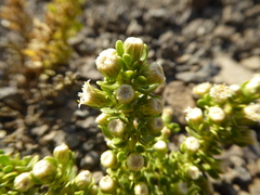 Baccharis magellanica