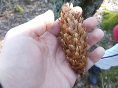 Loxia