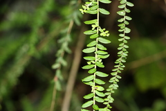 Ozothamnus rufescens