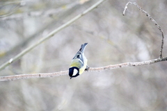 Parus major