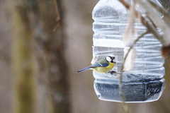 Cyanistes caeruleus