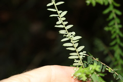 Ozothamnus rufescens