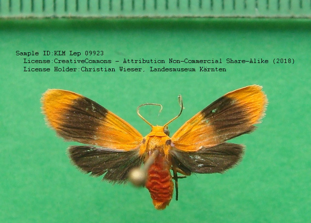 Trichromia insperata
