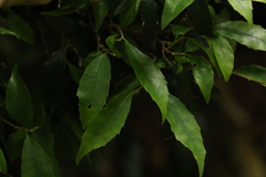 Symplocos baeuerlenii