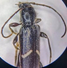 Phymatodes vulneratus