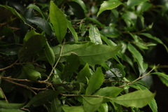 Symplocos baeuerlenii