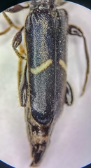 Phymatodes vulneratus