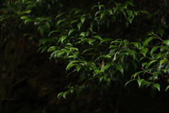 Symplocos baeuerlenii