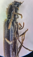 Phymatodes vulneratus