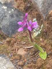 Orchis olbiensis