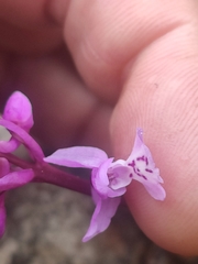 Orchis olbiensis