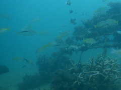 Scolopsis bimaculata