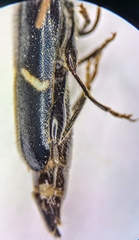 Phymatodes vulneratus