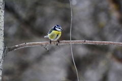 Cyanistes caeruleus