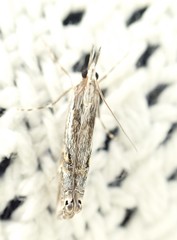 Lepidoptera