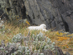 Chloephaga hybrida hybrida