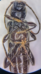 Phymatodes vulneratus