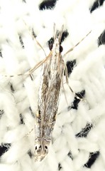 Lepidoptera