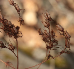 Hypericum perforatum perforatum