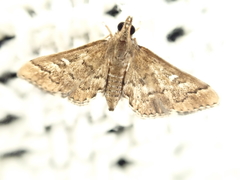Nacoleia rhoeoalis