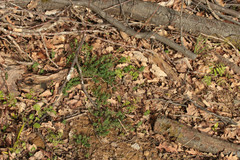 Hypericum perforatum perforatum