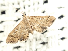 Nacoleia rhoeoalis