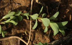 Hypericum perforatum perforatum