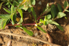 Hypericum perforatum perforatum