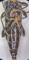 Phymatodes vulneratus