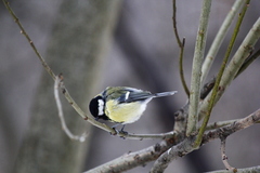 Parus major