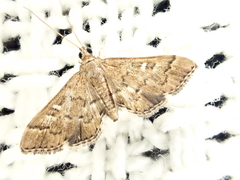 Nacoleia rhoeoalis