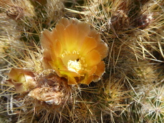 Austrocactus coxii