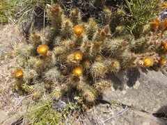 Austrocactus coxii